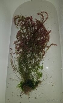 Akvarijní rostlina rotala rotundifolia