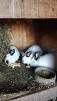 Kalifornský králík