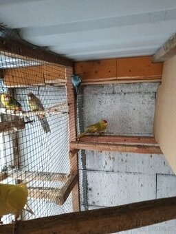 kakariki rudočelý plavý-fallow červenooký