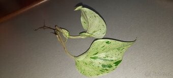 Epiprenum marble queen (snow queen)