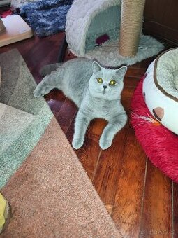 Britská modrá kočička