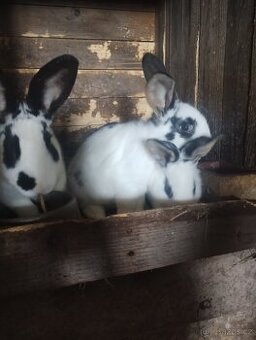 Králíci na dokrmení, hobby chov