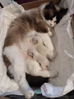 Přijímáme rezervace na koťátka ragdoláčků bez pp - 1