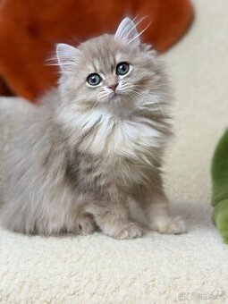 Britský dlouhosrstý kocourek – modře zlatý z PP