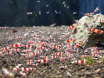 Krevetky Caridina cantonensis sp. Crystal Red
