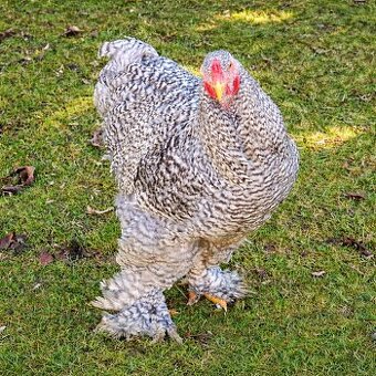 Brahmánka velká krahujcová