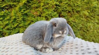 Zakrslý beránek, králíček, králík - OLIVER