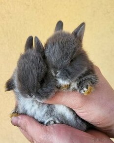 Zakrslý králík bílopesíkatý (samička, sameček)