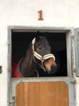 Equestrian Stockholm champagne ohlávka