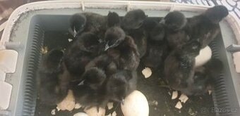 Kuřata Ayam Cemani - 1