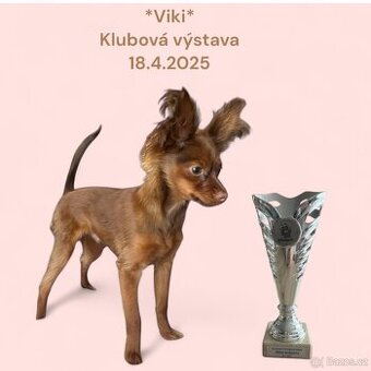 Ruský toy dlouhosrstý / pes/ 8měs./ s PP