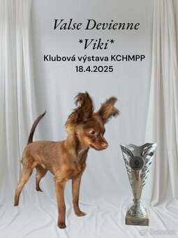 Ruský toy dlouhosrstý/ RT