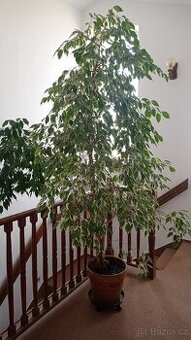 Živý fíkus malolistý - 1