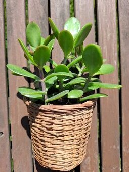 Tlustice (Crassula) - 1