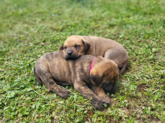 Štěňata labrador/staford x ridgeback