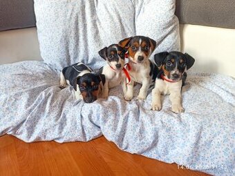Jack Russell