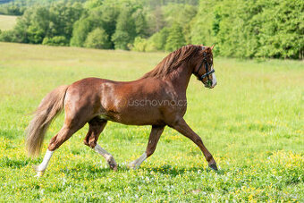 Nabízíme k prodeji mladého 3letého hřebce Welsh pony sekce B