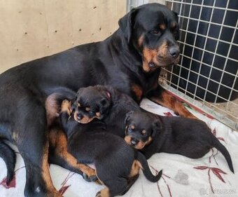 Šteniatka Rottweilera,Rottweiler, Rotvajler, Rottweiler s PP