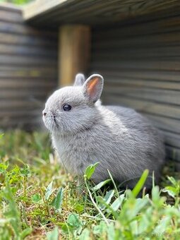 Zakrslý králík - mláďata k odběru