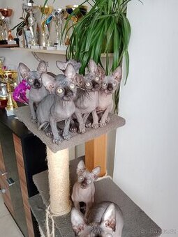 Kanadský sphynx