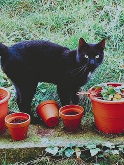 Daruji kočku a kocoura