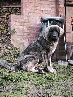 Kavkazský pastevecký pes