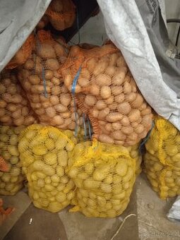 Brambory na uskladnění