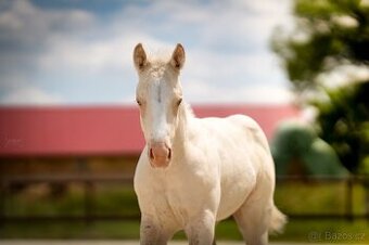Cremello klisnička s odznaky s reining/cutting původem