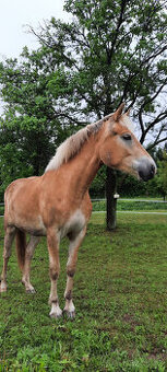 POPTÁVÁM USTÁJENÍ