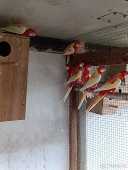 Rosela pestrá rubino