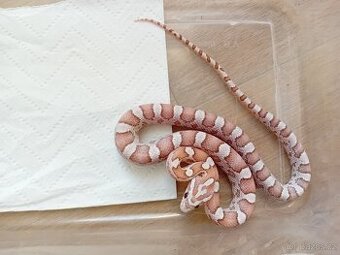 Užovka červená het Scaleless