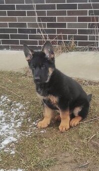 Německý ovčák - štěňata s PP