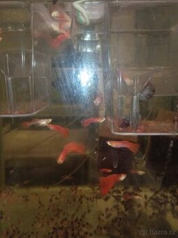 Paví očko Albino full red