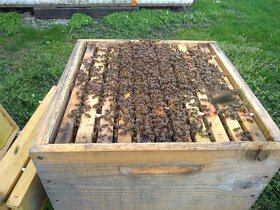 včely, oddělky, včelí matky, přezimovaná včelstva - 1