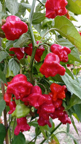 Sazenice chilli paprik "Zvonečky" (Bishop Crown)