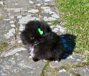 Pomeranian s PP