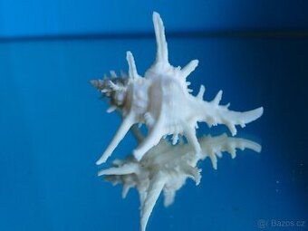Chicoreus axicornis