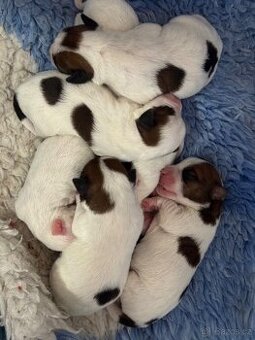 Jack Russell teriér s PP