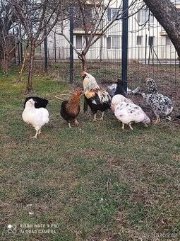 Araucana nasadove vajcia
