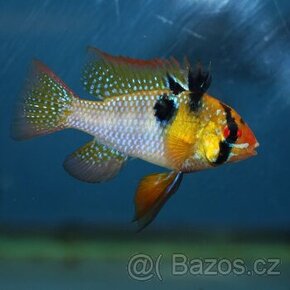 Ramireza