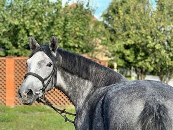 Prodám pony khv144cm