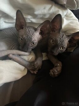 Kočičky Sphynx