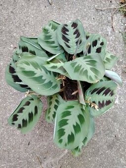 Pokojovky, oxalis