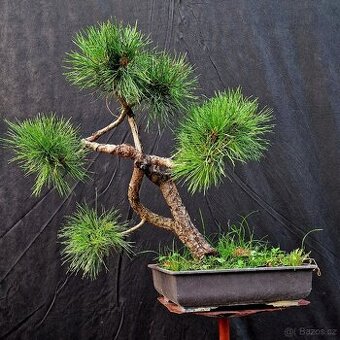 Bonsai, Bonsaj - PINUS SYLVESTRIS 9