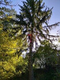 Rizikové kácení stromů