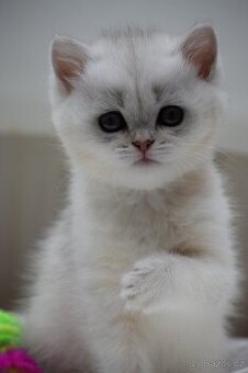 Britská koťata s PP