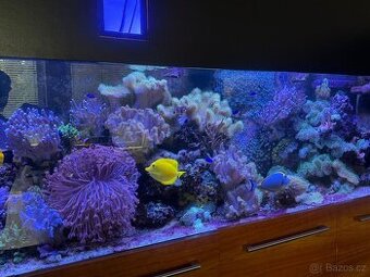 Prodám velké akvárium