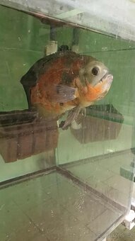 Astronotus Ocellatus