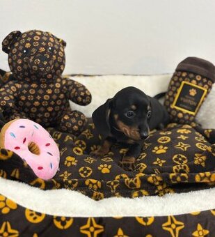 Jezevčík trpasličí