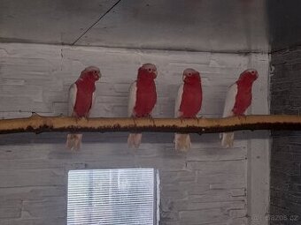 Kakadu růžový  lutino